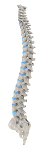 spine, chiropractic Spine